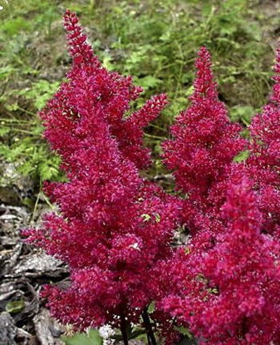 Astilbe du japon 'montgomery' godet de 8/9 cm