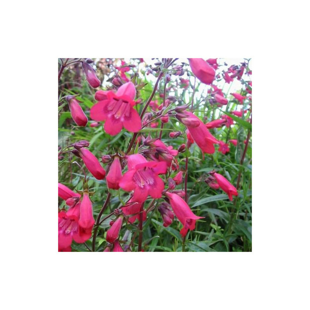 Penstemon southgate gem lot de 5 godets