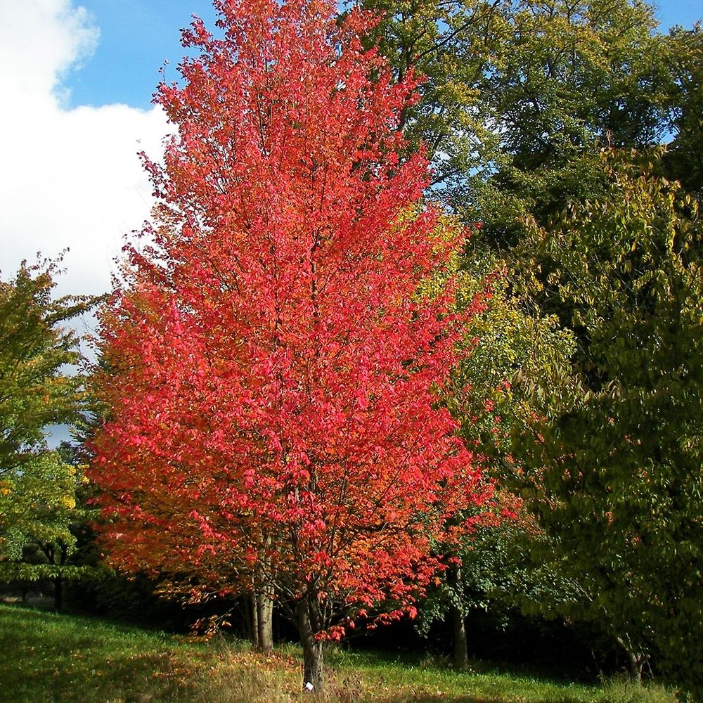 Érable rouge 'armstrong' pot de 12l/15l, baliveau
