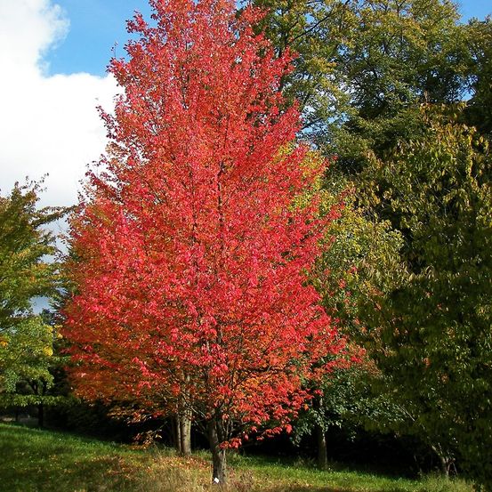 Érable rouge 'armstrong' pot de 12l/15l, baliveau