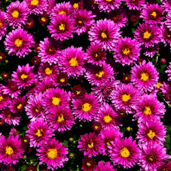 2 Asters Dumosus 'Jenny' - Vendu par 2…