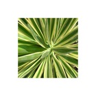 Yucca filamenteux bright edge/yucca filamentosa bright edge[-]pot de 4l - 40/60 cm
