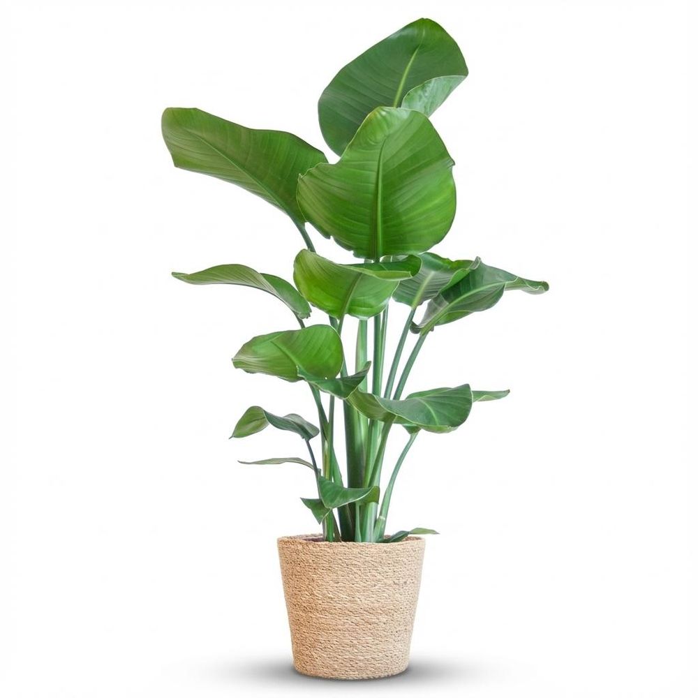 Strelitzia nicolai - pot de 21cm - hauteur 80cm