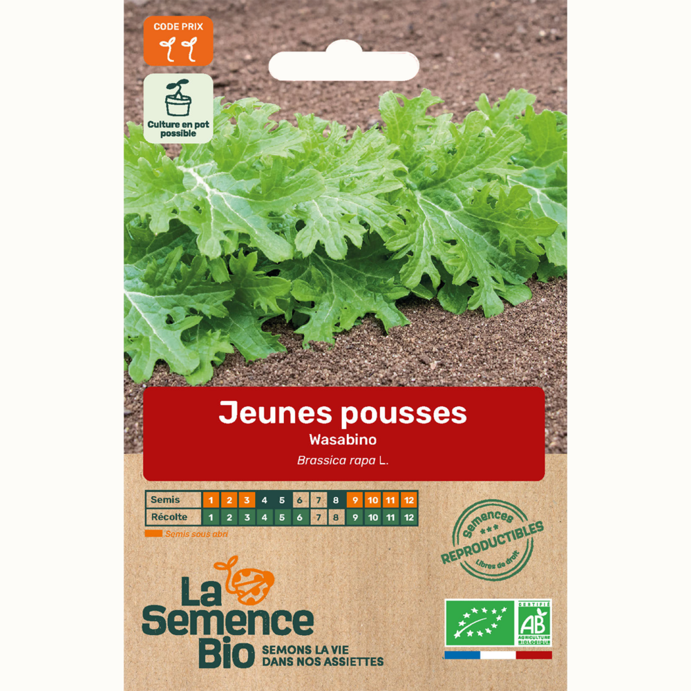 Jeunes pousses wasabino - graines bio