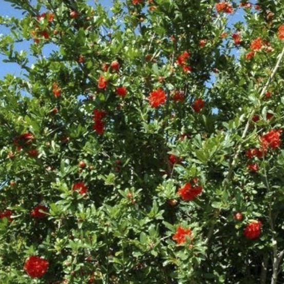 Grenadier à fleurs 'maxima rubra' pot de 2l/3l