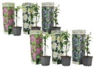 Mélange de 6 passiflora - fruit de la passion - plante grimpante - pot 9cm - hauteur 25-40cm