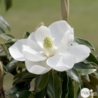 Magnolia grandiflora 'little gem ':pot 4l