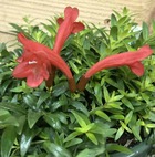 Aeschynanthus hybride "japhrolepis" taille pot de 2 litres - 20/60 cm -   rouge