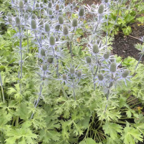 Chardon des pyrénées big blue godet - 5/20 cm