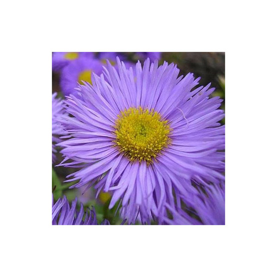Aster d'été rudolph goethe lot de 3 godets