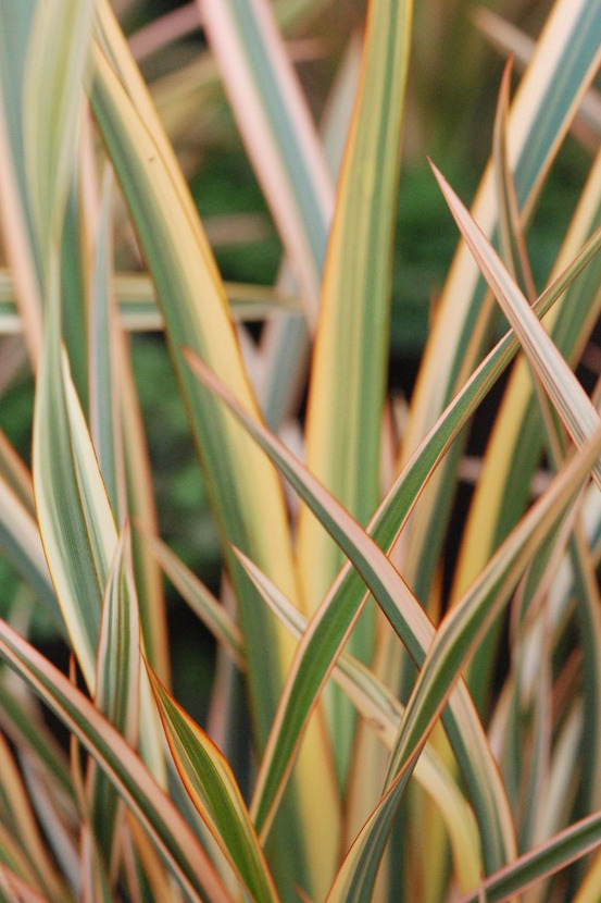 Phormium 'golden ray' - en pot de 3 litres