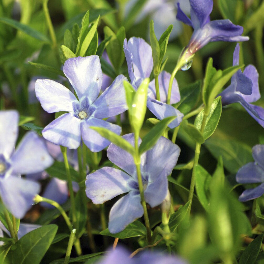 Petite pervenche la grave - le pot / ø 9cm