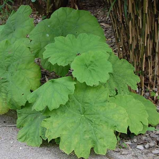 Astilboides tabularis godet de 8/9 cm