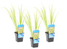 3x acorus 'ogon' - calamus nain - plante d'étang - à feuilles persistantes - ⌀9 cm - ↕10-20 cm