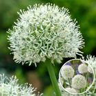 Allium mount everest - bulbes x6 - allium - blanc - gros et sphériques