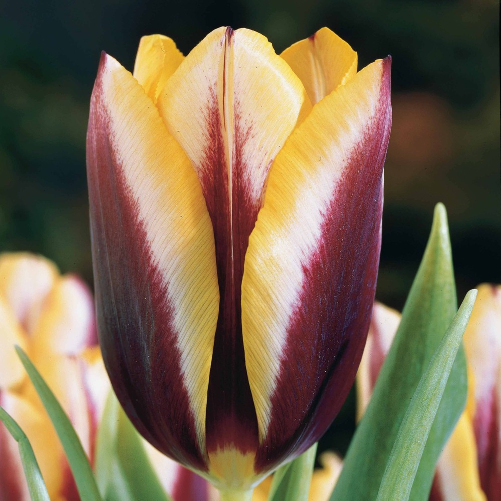 10 tulipes gavota - le sachet de 10 bulbes / circonférence 11cm+, vendu par lot de 6