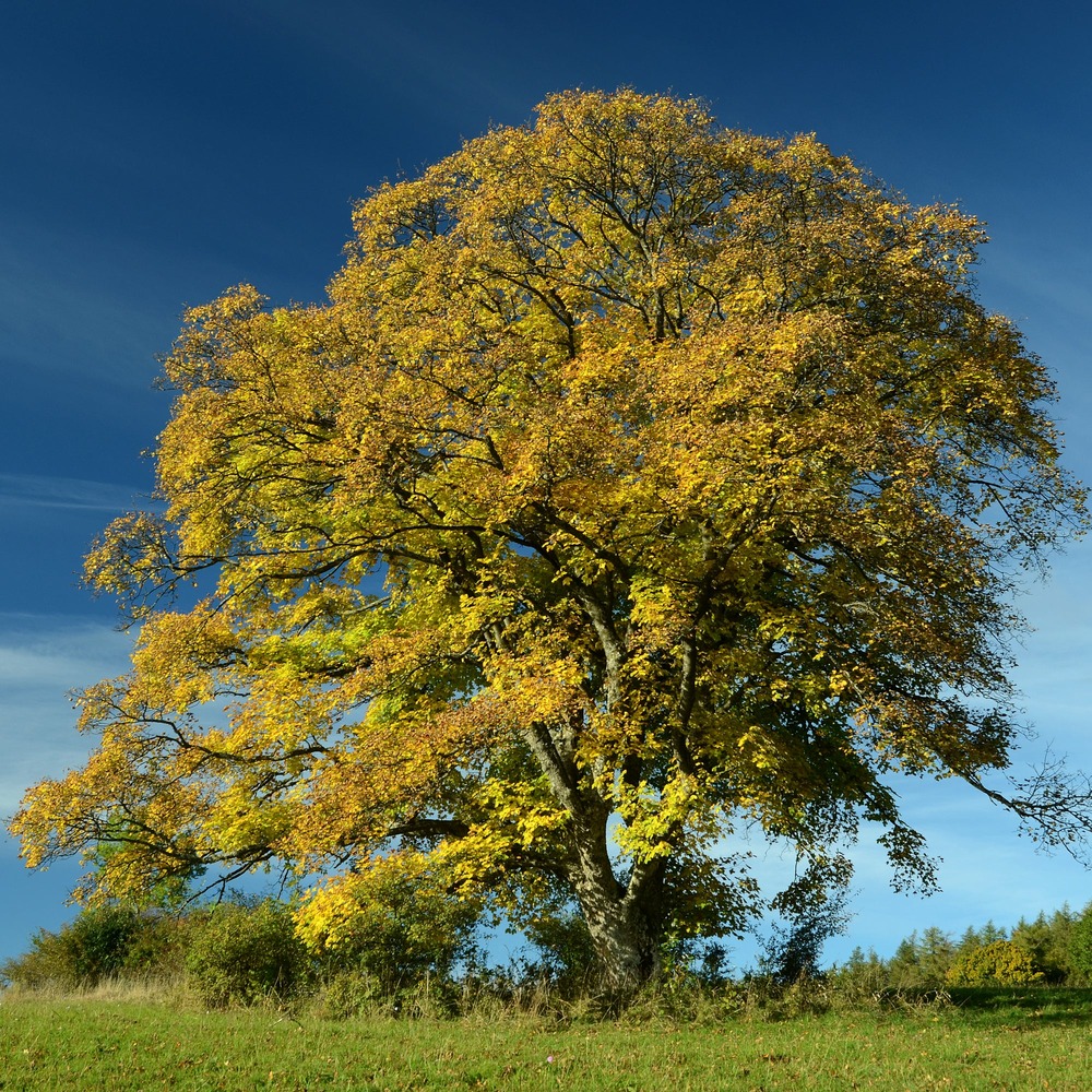 Erable sycomore - le pot / ø 9cm / hauteur livrée 40-50cm, vendu par lot de 6