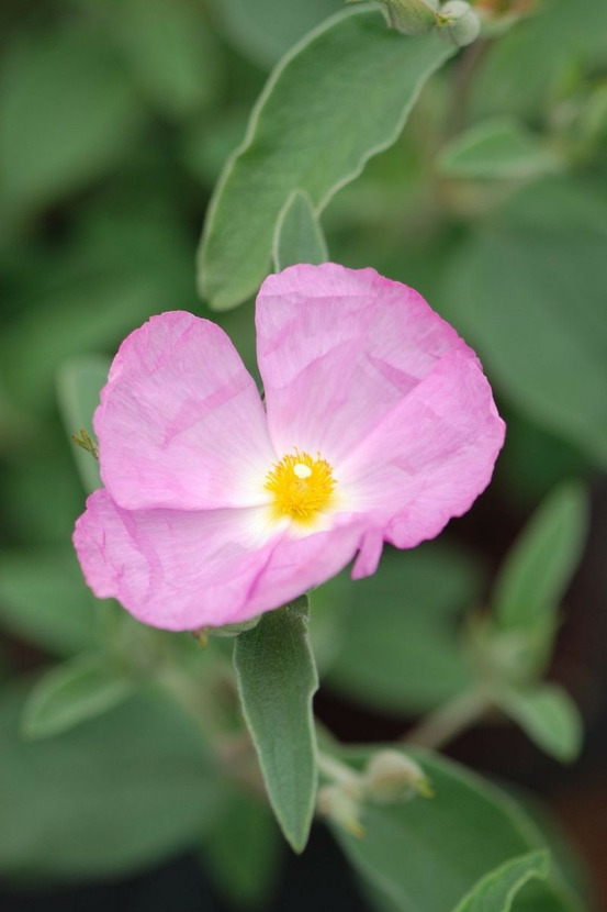 Ciste 'peggy sammons' - en pot de 3 litres