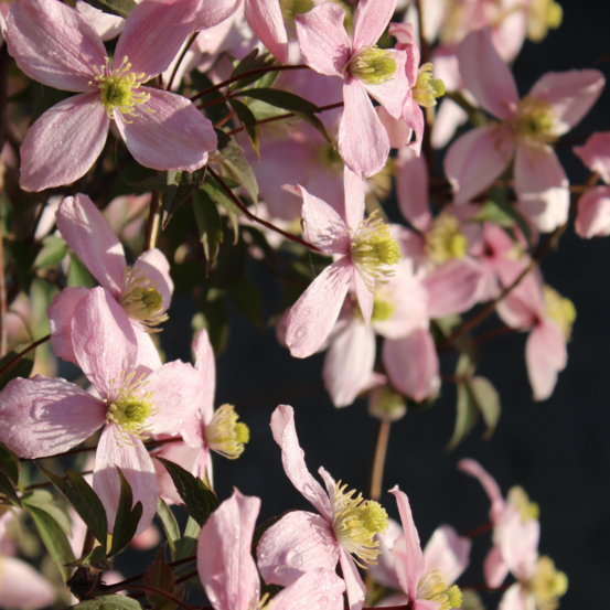 Clematite - clematis montana rubens 70cm