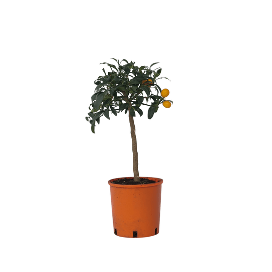 Citronnier - citrus microcarpa fortunella 'kumquat' - hauteur 50-60cm - ⌀19cm