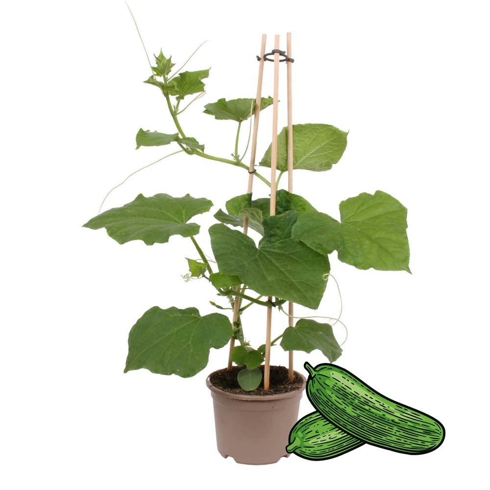 Plant de concombre snack concombre - pour balcon et jardin - pot 14cm -  lgumes  emporter | Truffaut