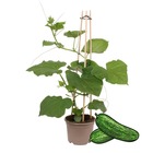 Plant de concombre snack concombre - pour balcon et jardin - pot 14cm - légumes à emporter