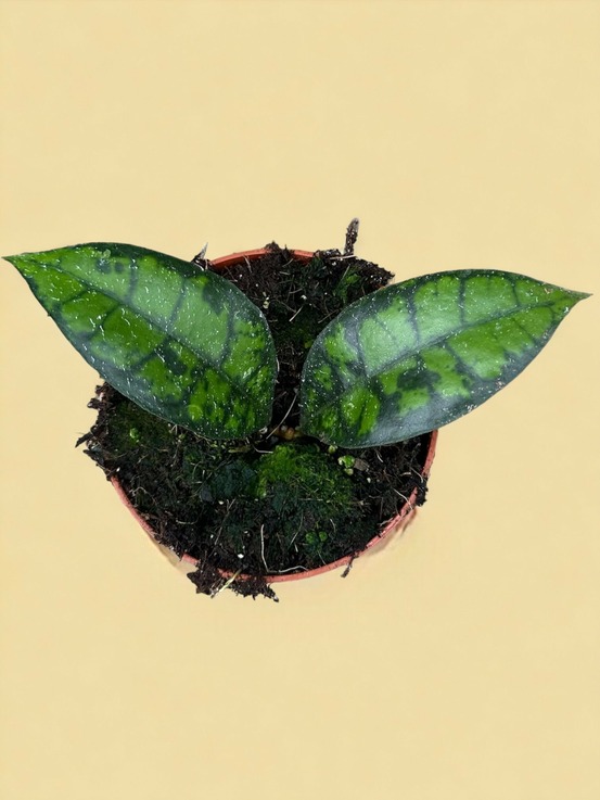 Hoya black cat