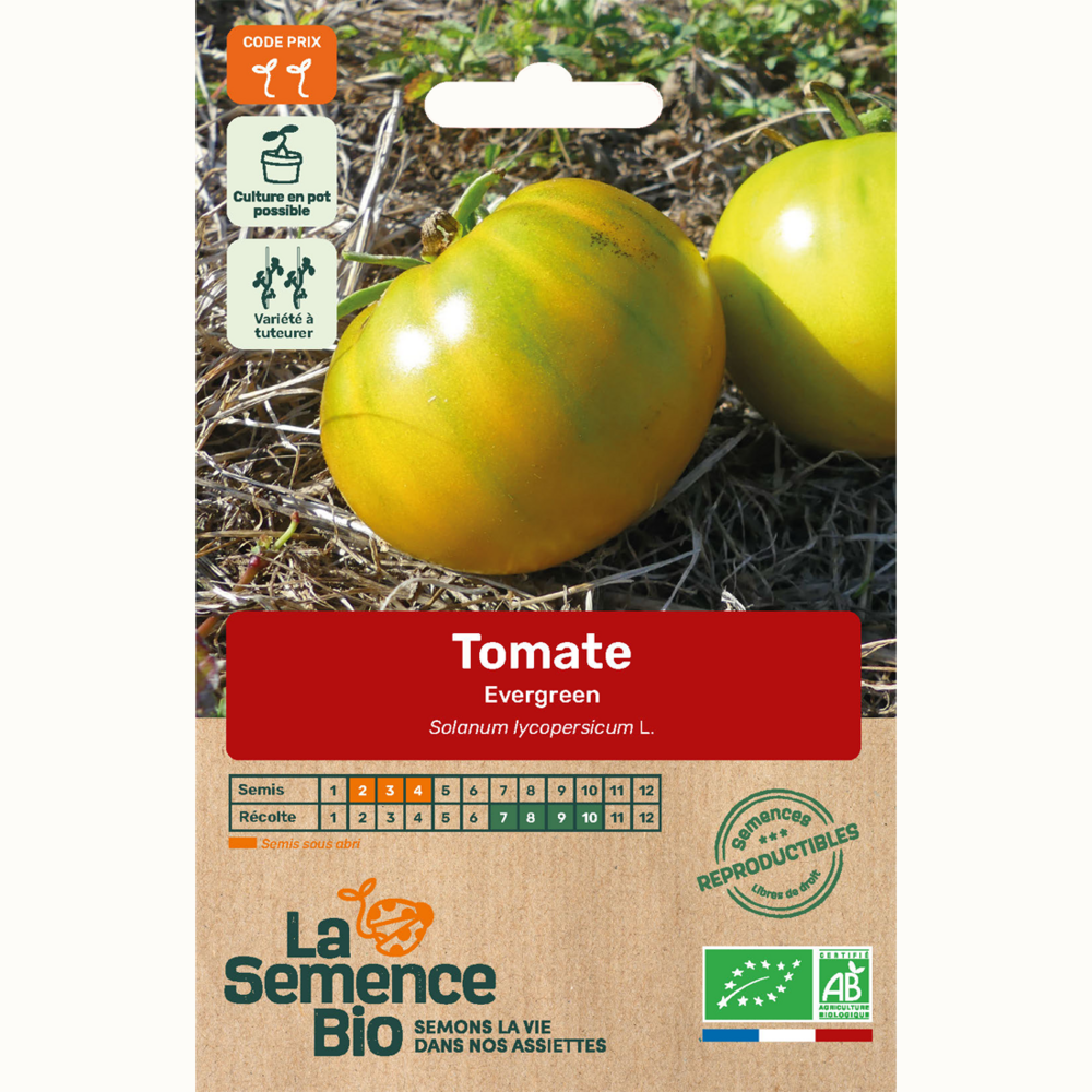 Tomate evergreen - graines bio