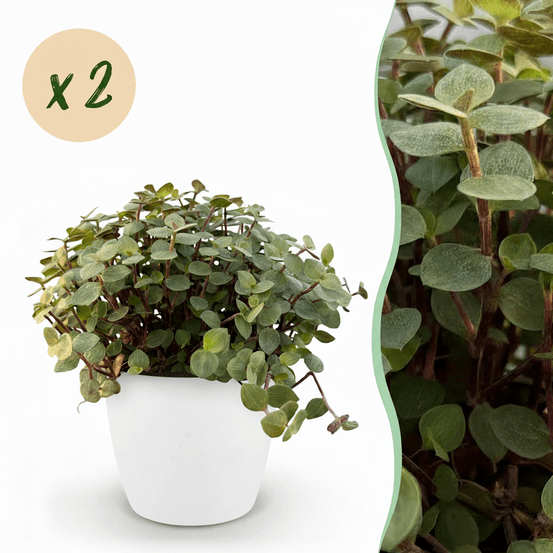 Calissia repens - pet-friendly - pot de 12cm - hauteur 17-20cm - plantes d'intérieur