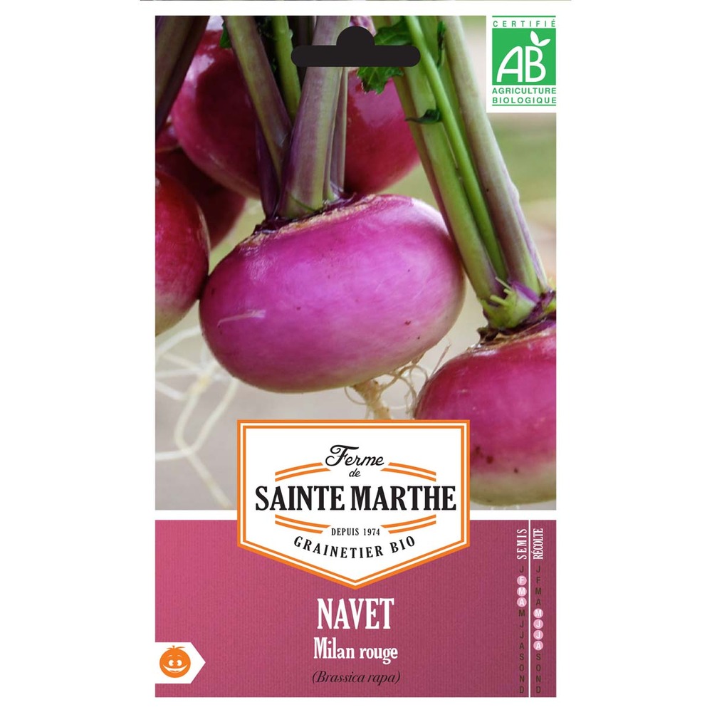 Navet de milan rouge le sachet de 200 graines environ