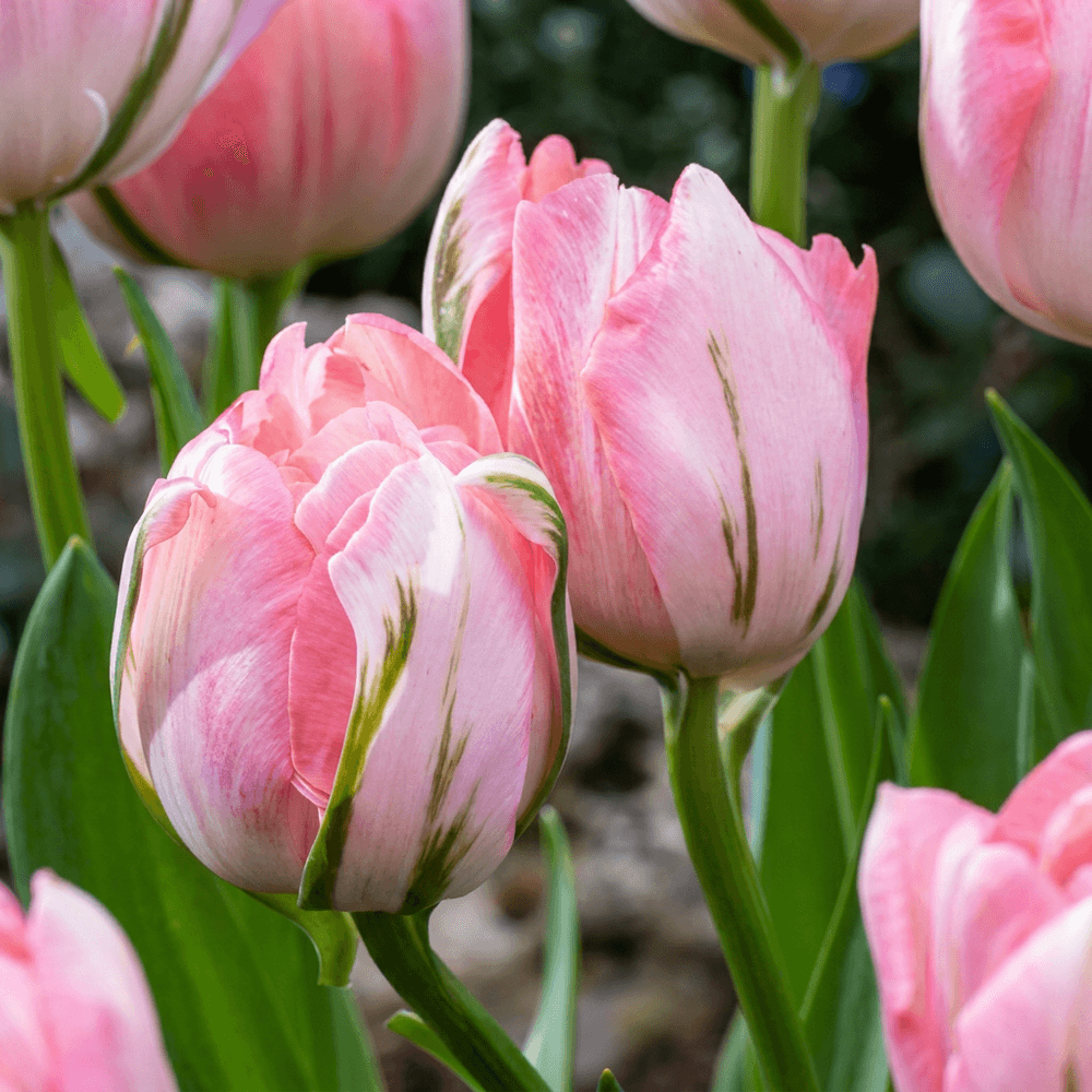 Tulipe double rose (tulipa) - floraison printanière - calibre 11/12 - 96 bulbes