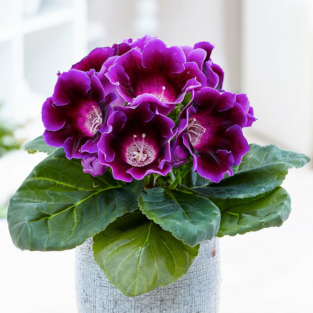 Gloxinia des fleuristes violet - le pot / ø 12cm / hauteur livrée 20-25cm
