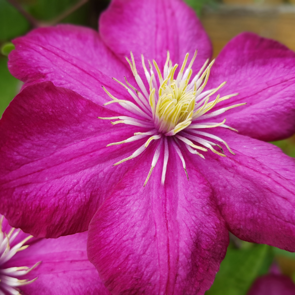 Clematite - clematis comtesse de bouchaud 70cm