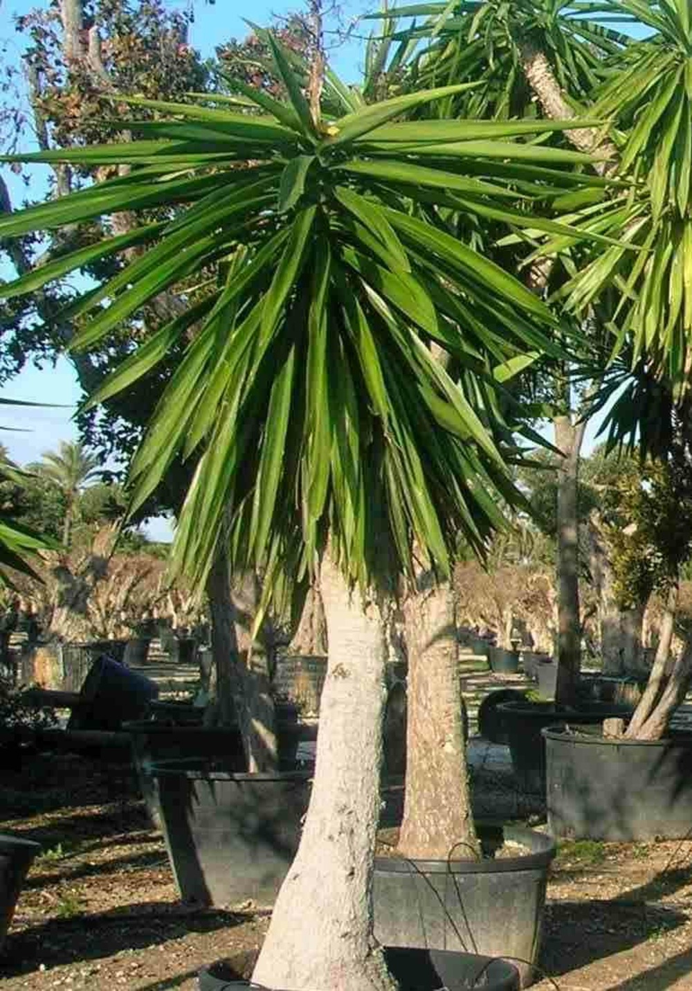 Yucca elephantipes (yucca pied d'éléphant) pot de 20 litres - 110/130 cm