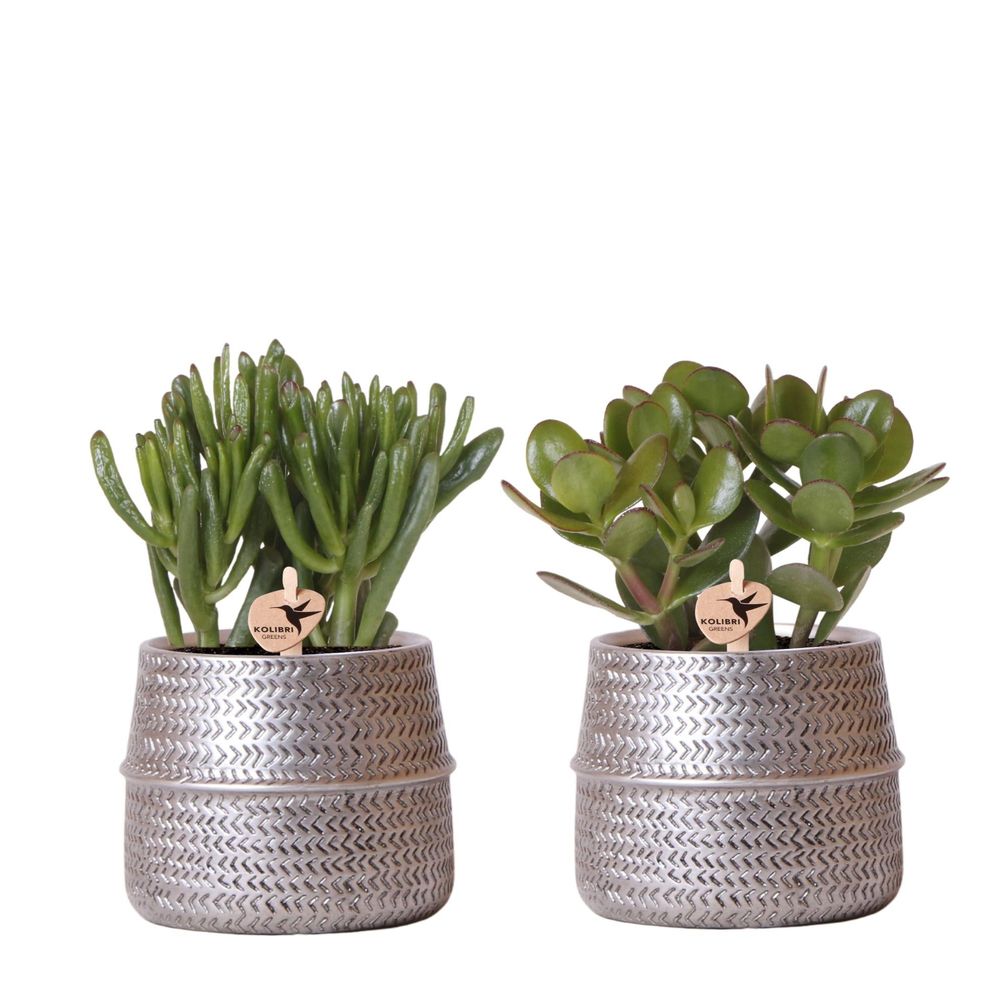 Set de 2 succulentes en cache-pots céramique rainurés argentés - pot de 9cm - plantes d'intérieur