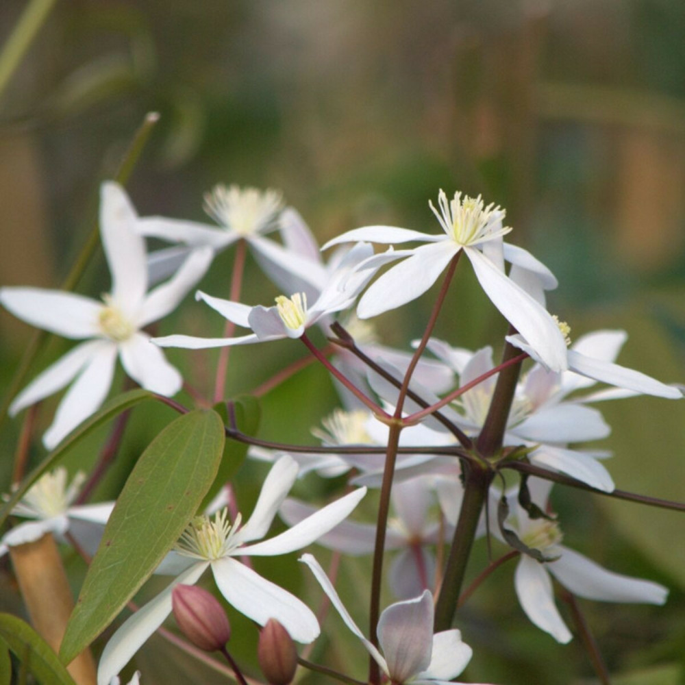 Clématite armandii little white charm pot de 3l - echelle bambou 60/120 cm