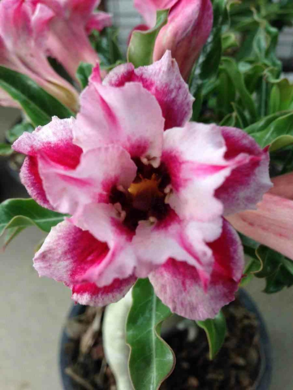 Adenium obesum cv.super étoile caudex d'environ 150g