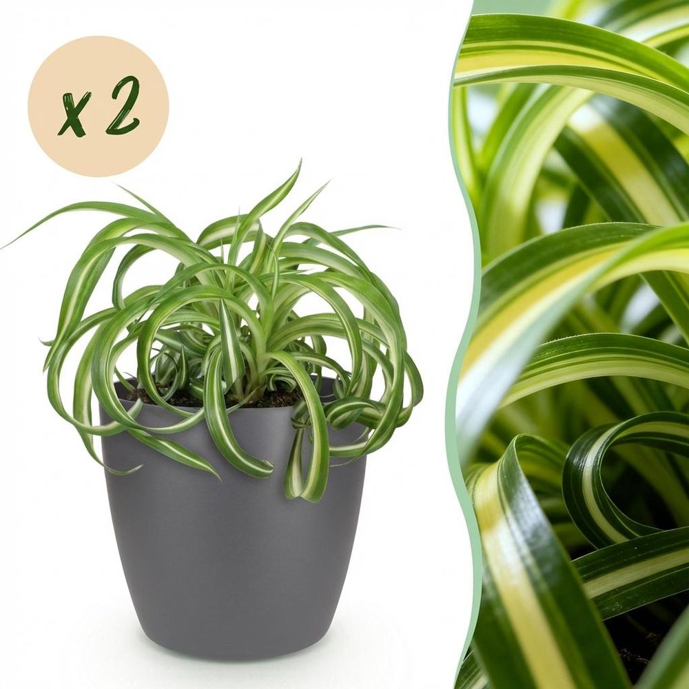 Chlorophytum comosum bonnie - pet-friendly - pot de 12cm - hauteur 20cm - plantes d'intérieur