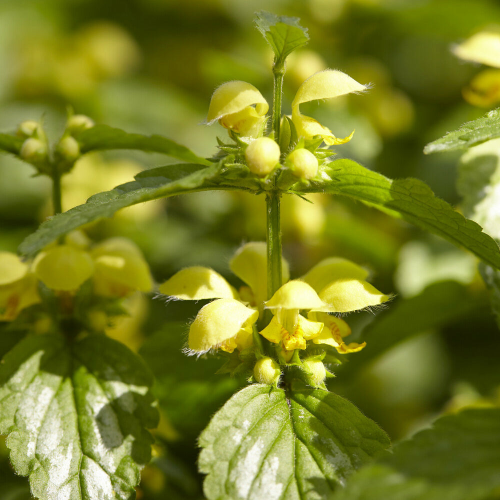 Lamier doré florentinum - le pot / ø 9cm, vendu par lot de 2