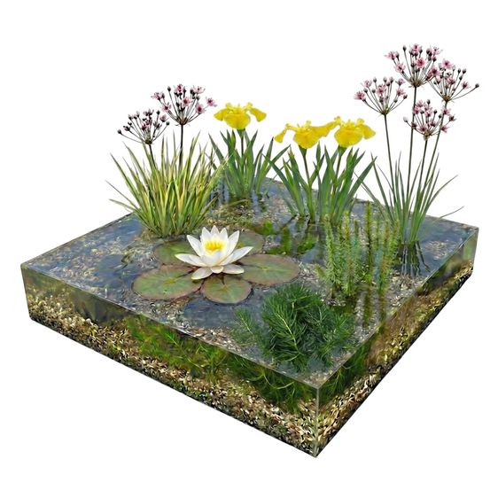 Vijverpakket inheems 100-400l - witte waterlelie & zuurstofplanten compleetset