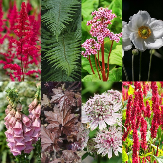 Vivaces d'ombre mix – lot de 8 – pot 11 cm