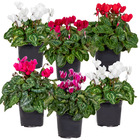 6x cyclamen persicum - divers coloris - plante fleurie d'intérieur et d'extérieur - ⌀10,5 - ↕20 cm