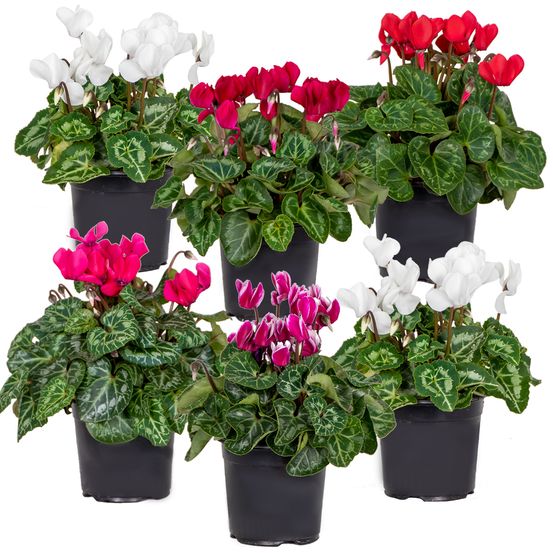 Lot de 6 - cyclamen persicum - cyclamen de patio - plantes vivaces - h. 15-25 cm - p. 10,5 cm
