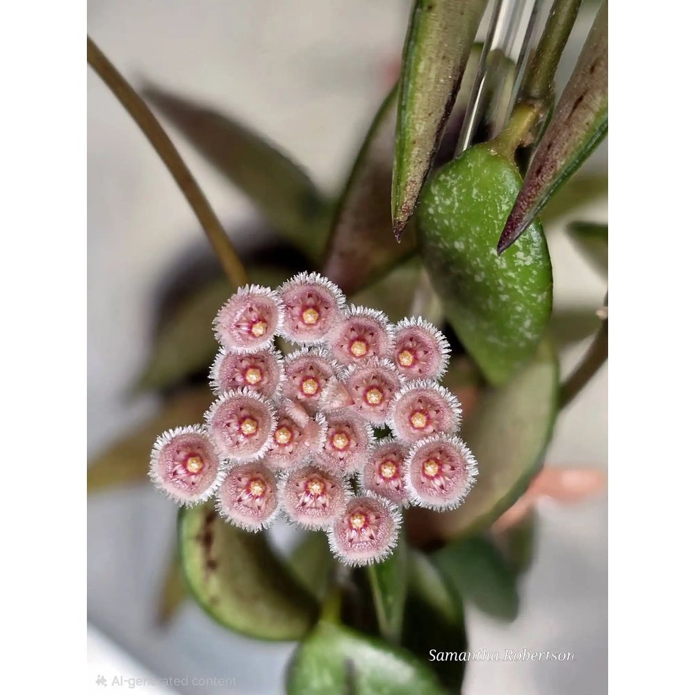 Hoya parviflora - pot de 9cm - plantes d'intérieur