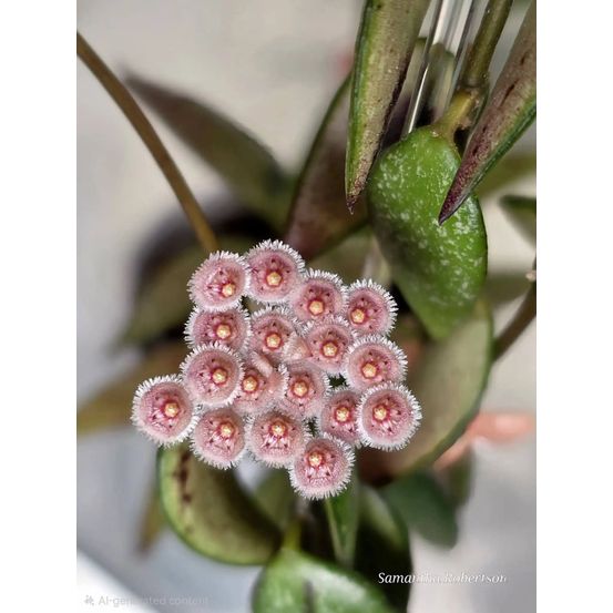 Hoya parviflora - pot de 9cm - plantes d'intérieur