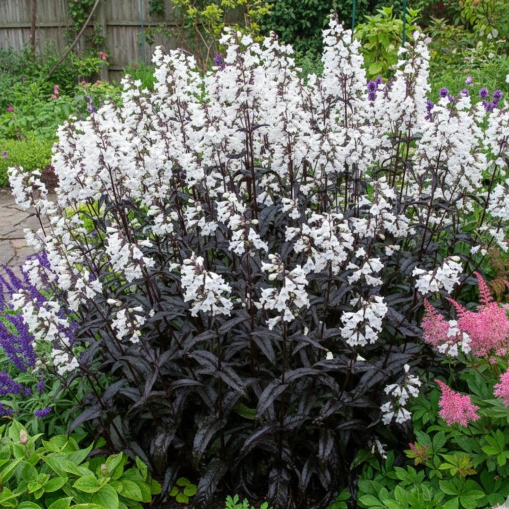 Penstemon husker red lot de 9 godets