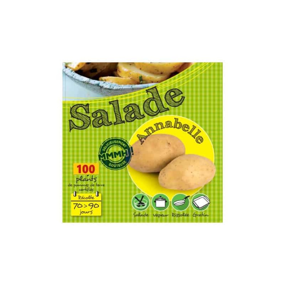 Annabelle 100 plants de pomme de terre