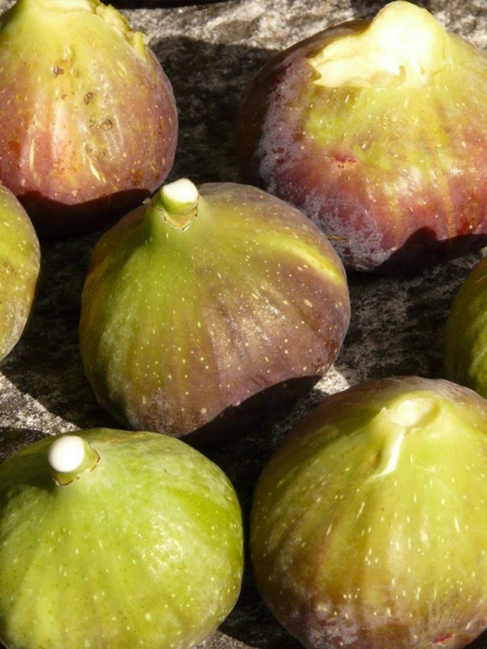 Figuier 'goutte d'or' pot de 2l/3l