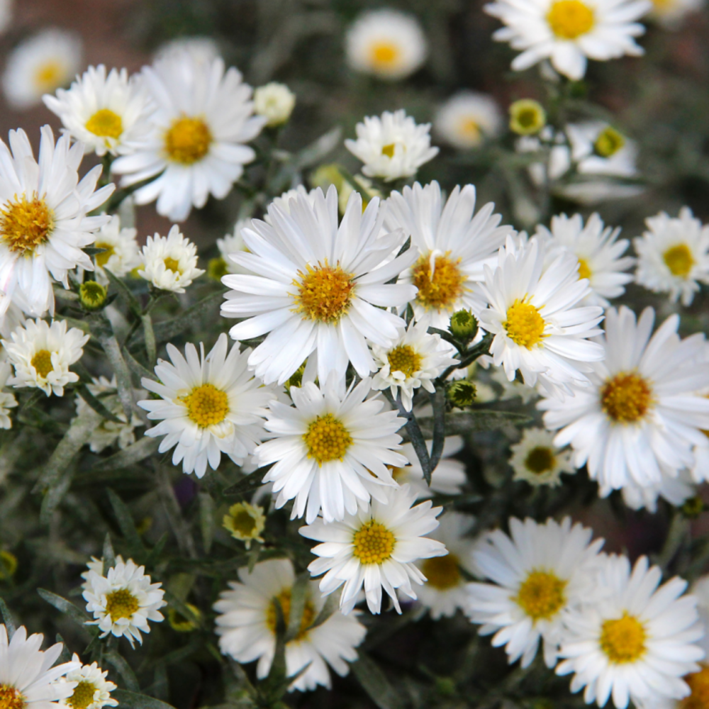 Aster nain d'automne - aster dumosus schneekissen - 10/15 cm godet de 9 cm - blanc