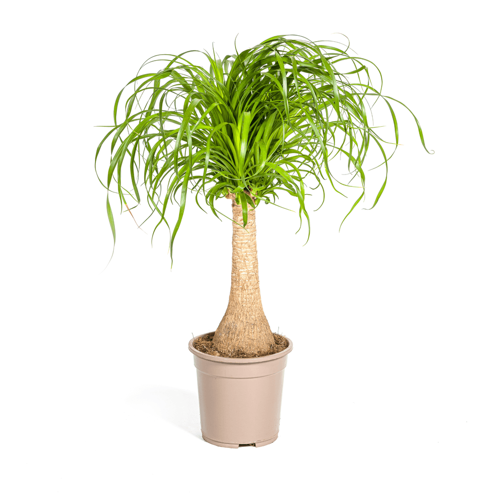 Beaucarnea recurvata tige ø21cm - ↕60 - 80cm - plantes d'intérieur